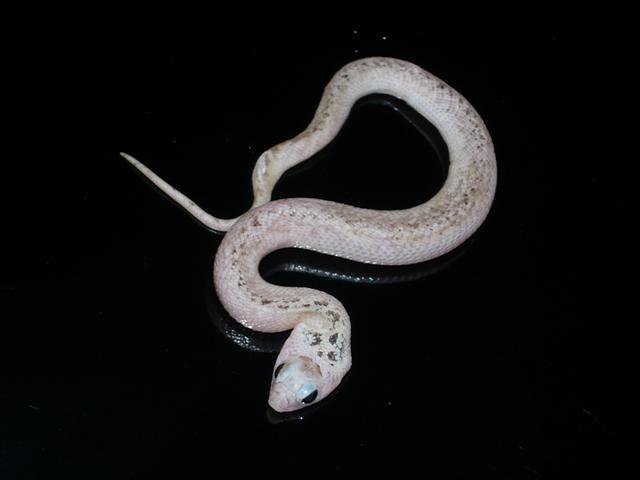 hog 2