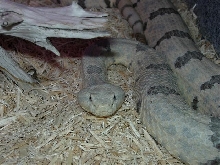 lepidus male