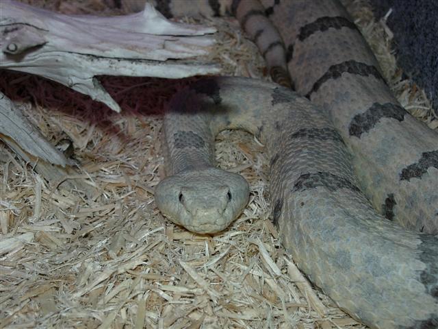 lepidus male