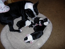 puppies