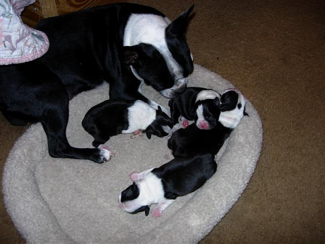 puppies