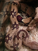suri