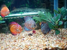 Discus group
