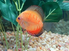 Discus