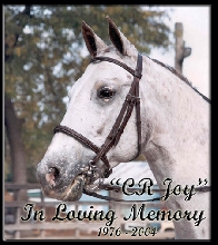 In Loving Memory