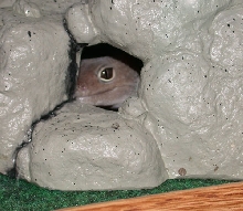 Peek-A-Boo