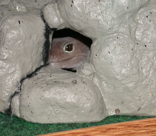 Peek-A-Boo