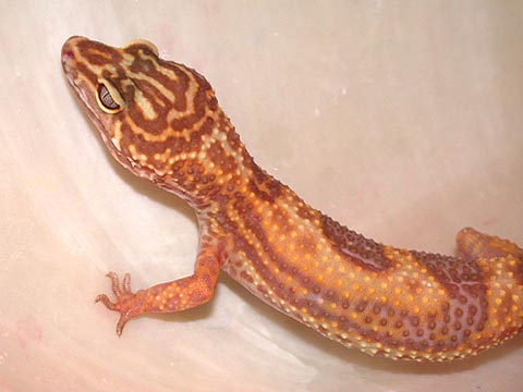 Fire Belly