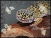 Pretty Girl :)