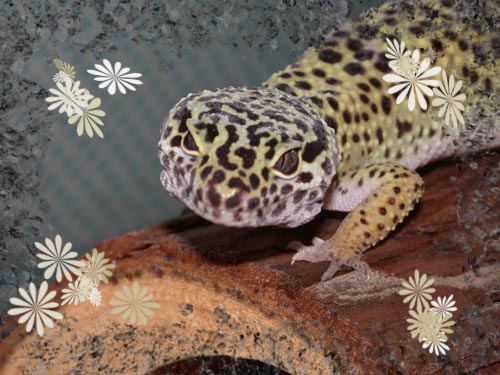 Pretty Girl :)