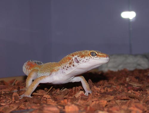 What you lookin at?!