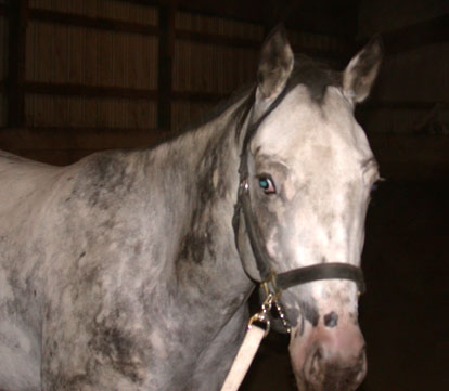 Colida's HI Elegant "Snowflake"