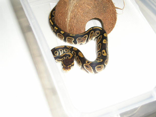 choc1
