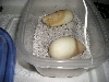 eggs1
