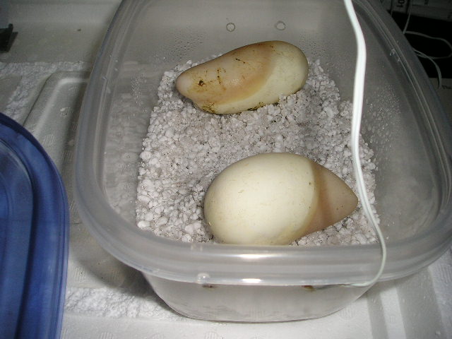 eggs1