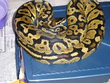 new female pastel