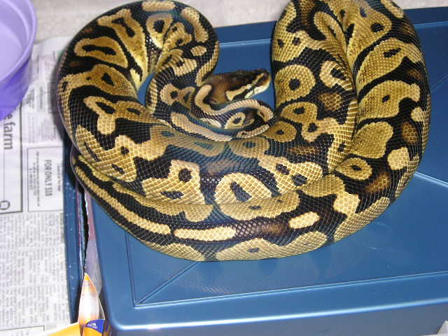 new female pastel