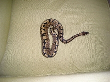 woma1
