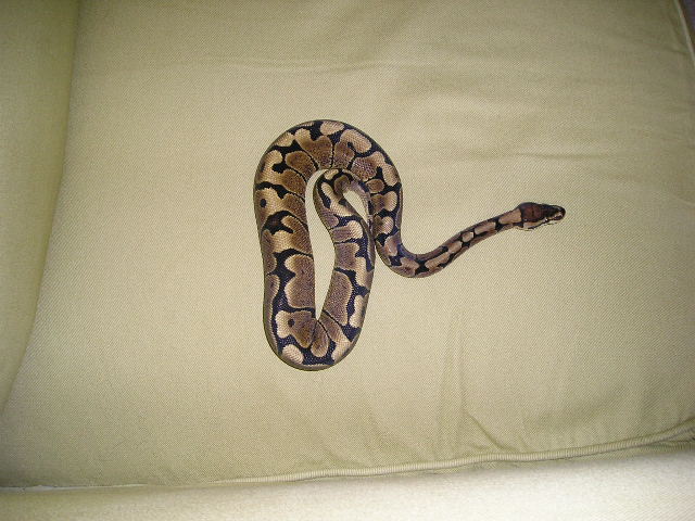 woma1