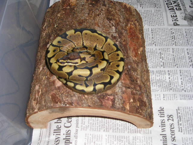 woma