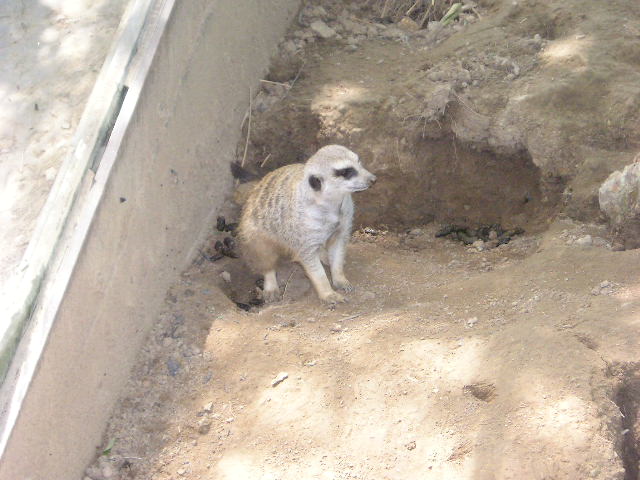 zoo4