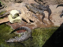 zoo1