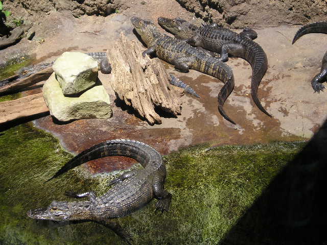 zoo1