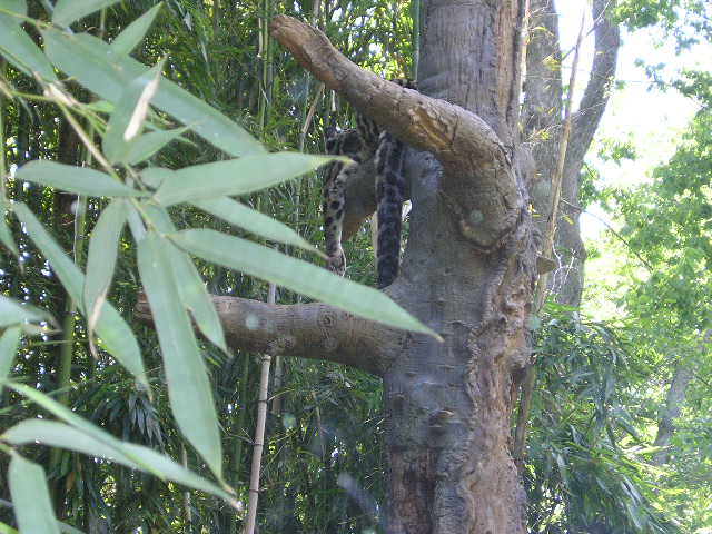 zoo13