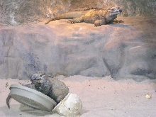 zoo5