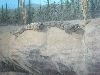 zoo6