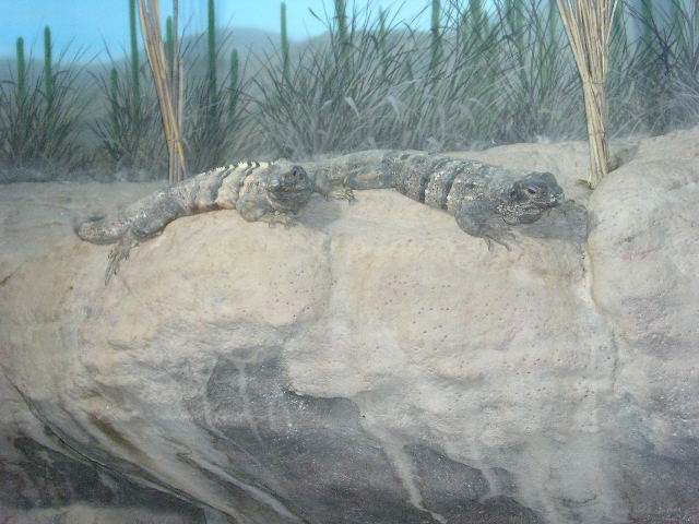 zoo6