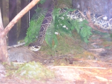 zoo6