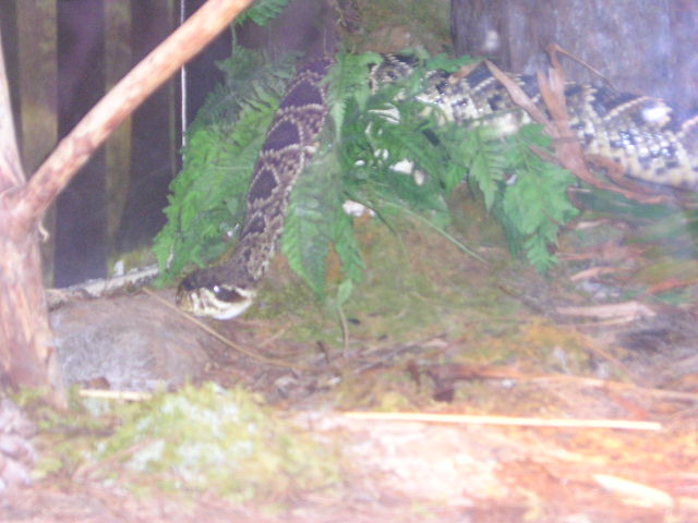 zoo6