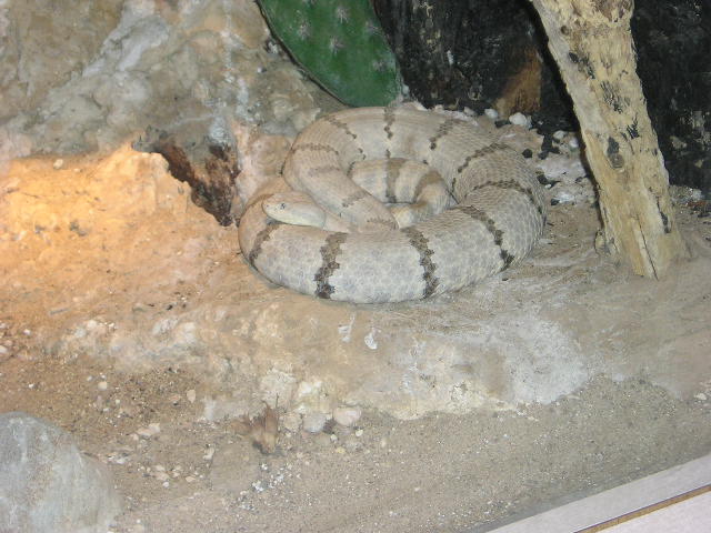 zoo8
