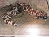 zoo9