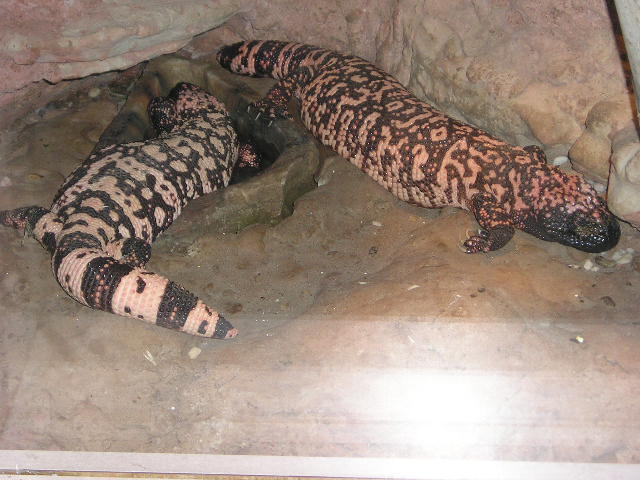 zoo9