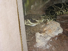 zoo7
