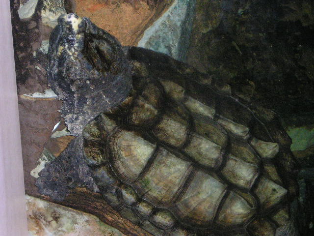 zoo10