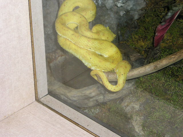 zoo11