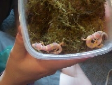 Albino Leos