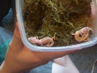 Albino Leos