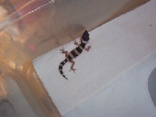1st baby hatched