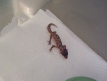 1st patternless hatchling