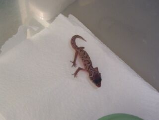 1st patternless hatchling