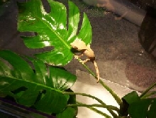 My new crested