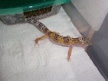 Het for tremper and patternless
