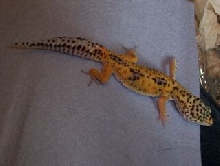 Jungle Female