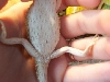 Possible mite?