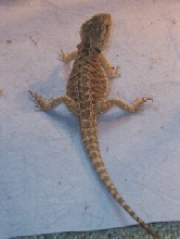 Rankins? Pic1