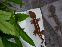 First white lined hatchling!